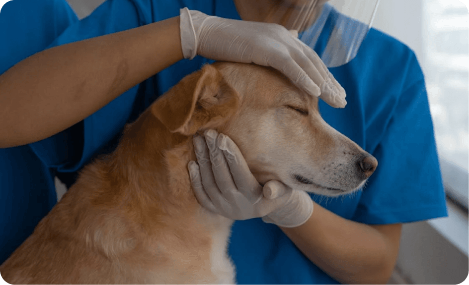 Pet Grooming Banner