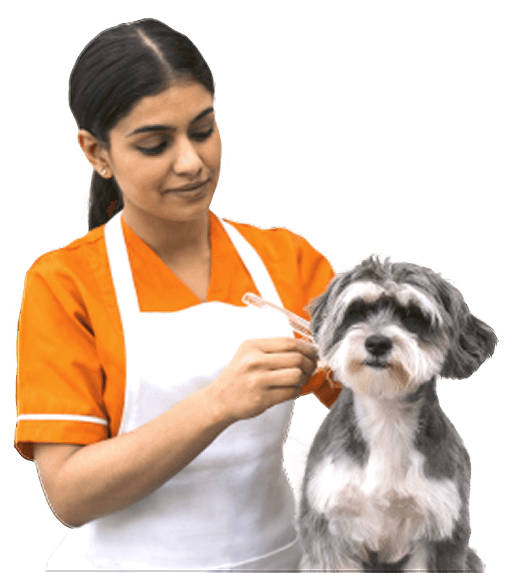 Pet groomer working with a dog
