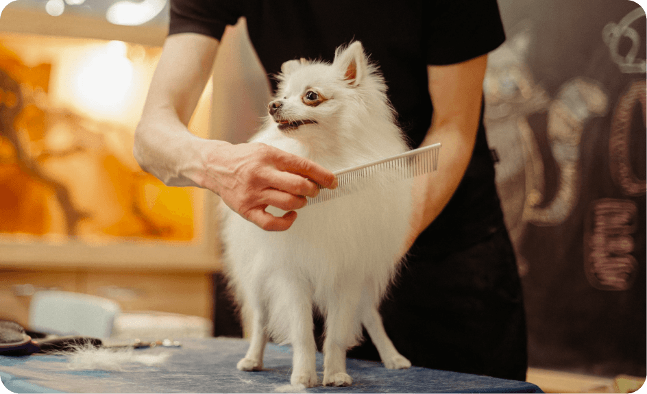 Pet Grooming Banner