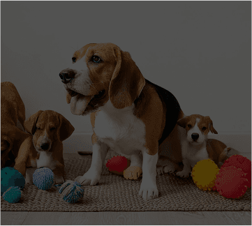 Pet grooming professional working with a dog