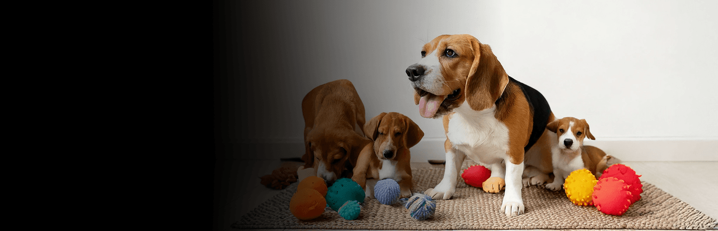 Pet grooming professional working with a dog