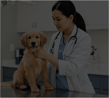 Pet grooming professional working with a dog