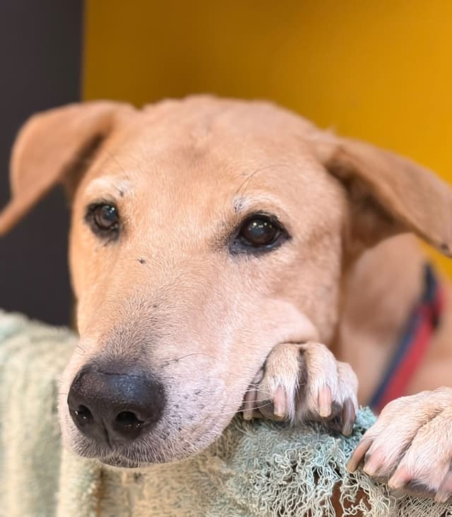 Comb & Collar Expanding Pet Care Across Pune