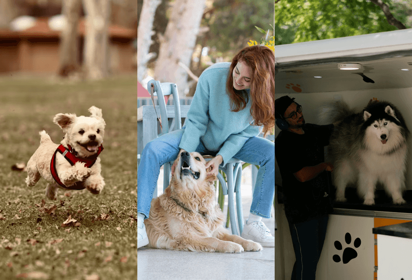 Daycare, Boarding & Mobile Grooming