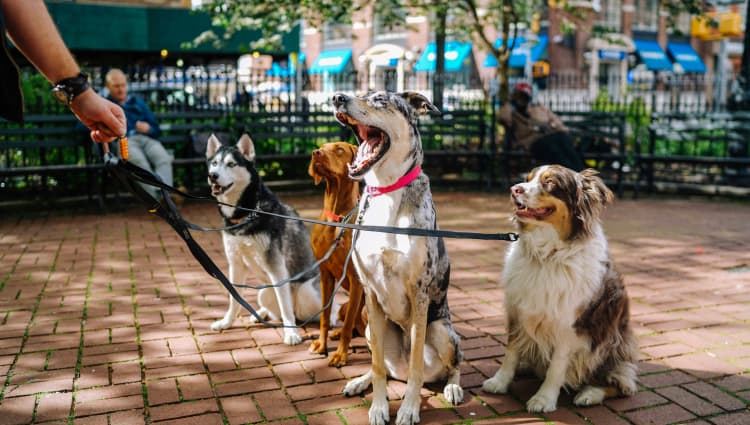 Boarding Pets out for a walk