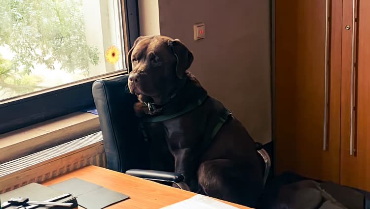 Brown Dog sitting on a chair worried about his business