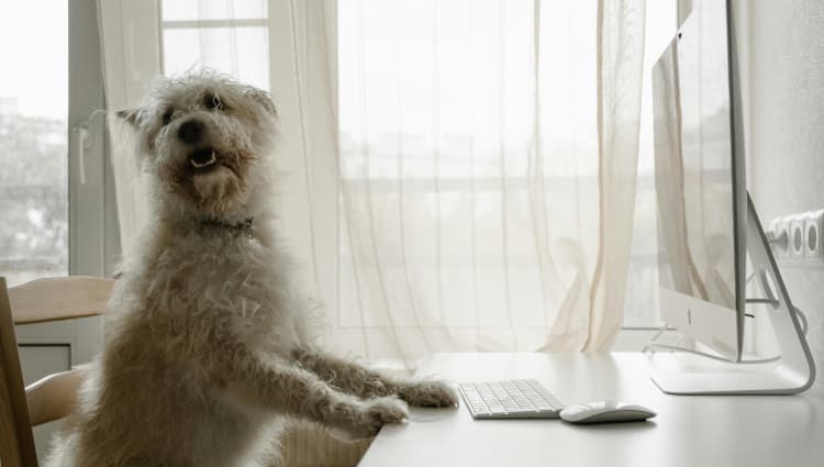 A white dog sitting in front of a computer looking to the side and asking for assistance