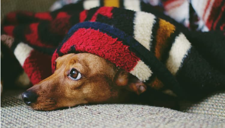 Dog in Bed with Blanket in Pet Boarding