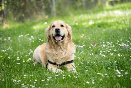 A happy golden retriever lies in a field of daisies.