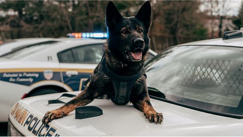 A police dog rests on the hood of a patrol car.