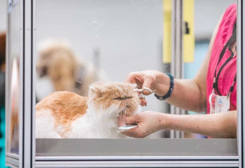 Pet Grooming Guide UAE