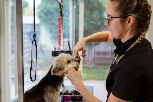 Pet Groomer Doing Grooming