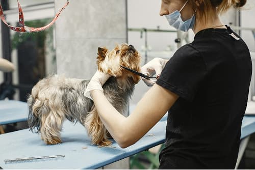A groomer in a mask trims a small dog's fur.