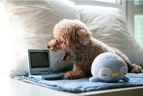 A small, fluffy dog yawns next to a portable game console.