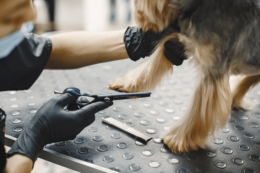 Pet Grooming