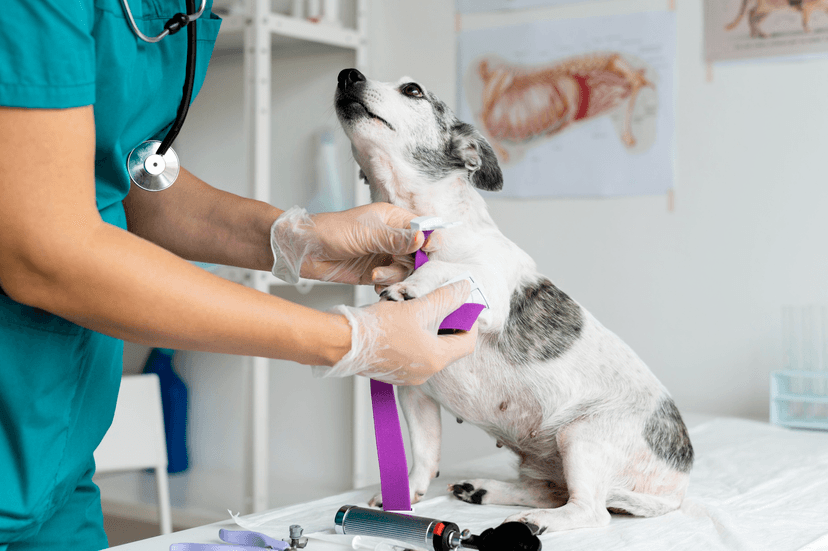 Veterinary Consultations