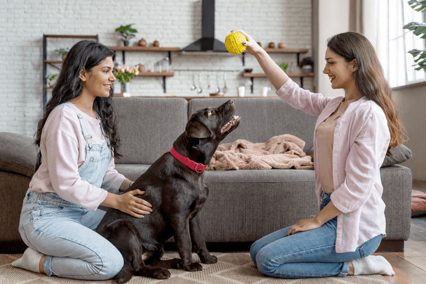 Pet Boarding