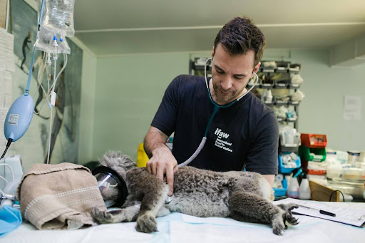 Vet_Checking_A_Pet_Article_1_Image_3.jpg